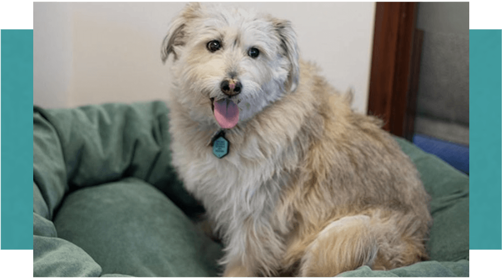 Puddles Therapy Dog Photo of Puddles our therapy dog